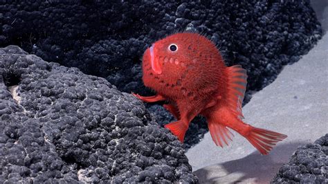 22 Fish that Walk (A to Z List with Pictures) .